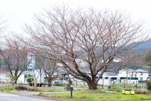 201603桜1