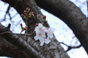 201603桜2
